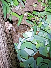 Hoplobatrachus crassus