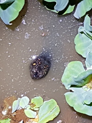 Melanochelys trijuga