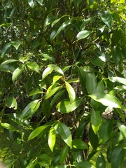 Garcinia gummi-gutta