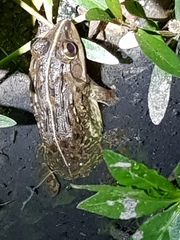 Hoplobatrachus crassus