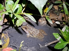 Hoplobatrachus crassus