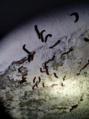 Trigoniulus corallinus