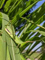 Acrida cinerea