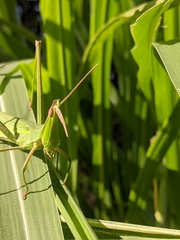 Acrida cinerea