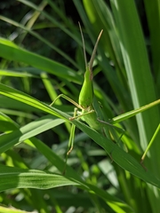Acrida cinerea