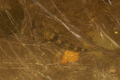 Gobiomorphus cotidianus