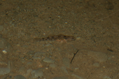 Gobiomorphus cotidianus