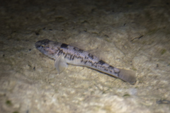 Gobiomorphus cotidianus
