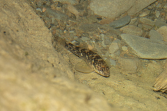 Gobiomorphus huttoni