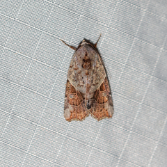 Gonodes trapezoides