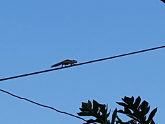 Funambulus palmarum