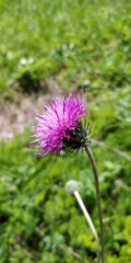 Carduus defloratus defloratus