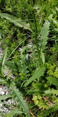 Carduus defloratus defloratus