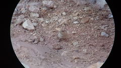 Carpodacus synoicus