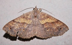 Ophyx