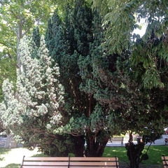 Taxus baccata