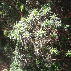 Taxus baccata