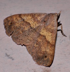 Ophyx