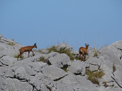 Rupicapra pyrenaica parva