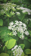 Aegopodium podagraria