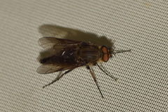 Thereva nobilitata