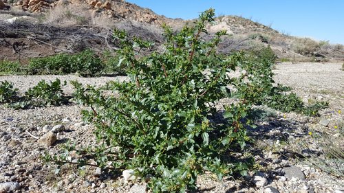 nettle-leaved goosefoot