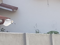 Ardeola grayii