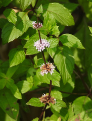 Mentha × piperita