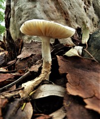Amanita angustispora
