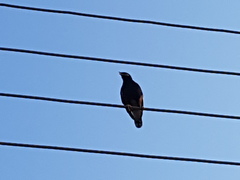Acridotheres tristis