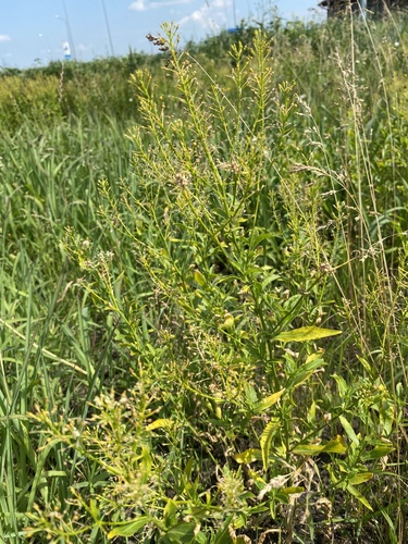 Rorippa austriaca iNat (3)
