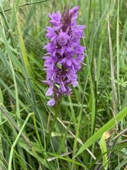 Dactylorhiza praetermissa
