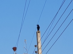 Corvus macrorhynchos