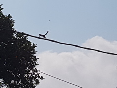 Funambulus palmarum