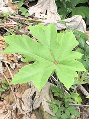 Tetrapanax