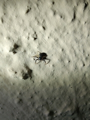 Thomisidae