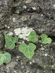 Hedera rhombea