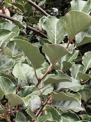 Elaeagnus