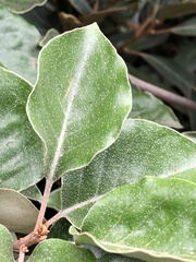 Elaeagnus