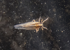 Muellerianella laminalis