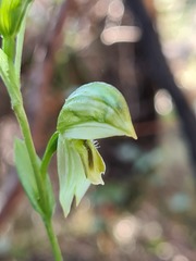 Pterostylis viriosa