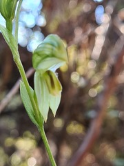 Pterostylis viriosa