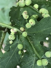 Insecta