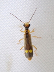 Malthinus seriepunctatus