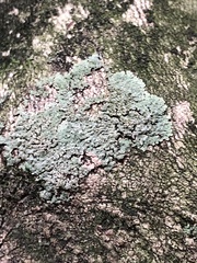 Fungi