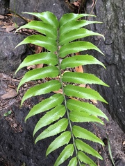 Cyrtomium falcatum