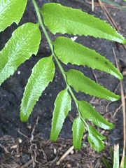Cyrtomium falcatum