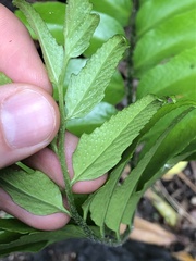 Cyrtomium falcatum