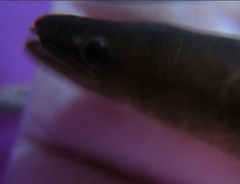 Anguilla dieffenbachii