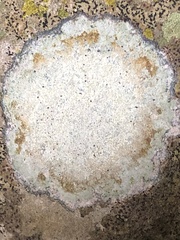 Fungi